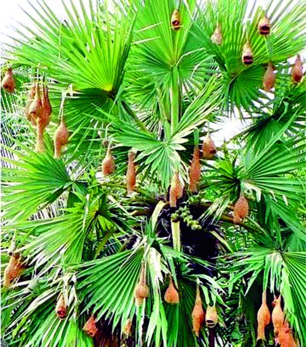 BAGERHAT: The most artistic and attractive nests of Babui Pakhi(weaver birds) hanging with leaves of a palmary tree at Heronpoint in Sundarban Forest situated in the Bay of Bengal.