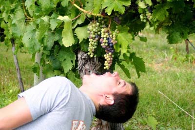 Spain residents attempt to stuff 12 grapes in their mouths at midnight.