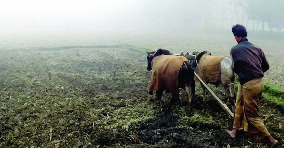 GAIBANDHA: A farmer preparing cultivable land amid bitter cold . This picture was taken from Teliyan village of Sghata Upazila on Tuesday.