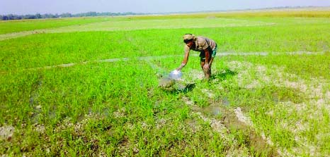 GAIBANDHA: A farmers in char areas in Gaibandha irrigating his wheat field by using plastic poly pipes method. This picture was taken from Khatiamari char area of Gaibandha Sadar Upazila on Thursday.