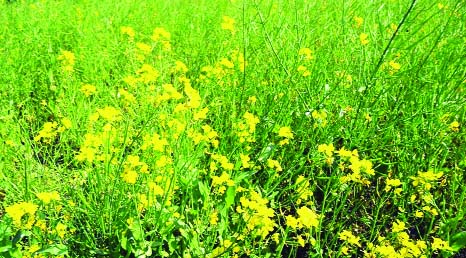 RANGPUR: An excellent growing mustard field in a village in Rangpur predicts bumper output of the oilseed during this current Robi season in the district as elsewhere in the region.