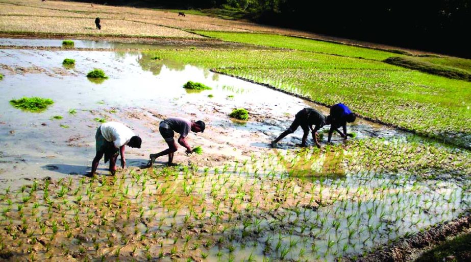 SYLHET: Farmers passing busy time in planting Boro seedlings at Boro Haor area in South Surma Upazila on Tuesday.