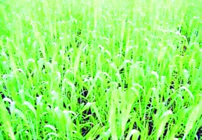 NARSINGDI: A view of a wheat field in Narsingdi.