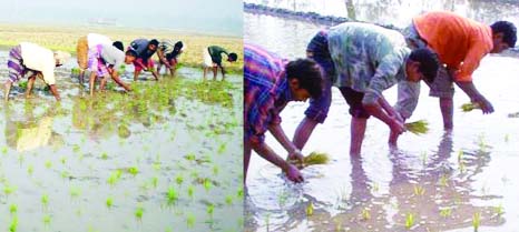 RANGPUR: The farmers transplanting Boro-seedling in northern districts to make the fixed farming programme successful this season.