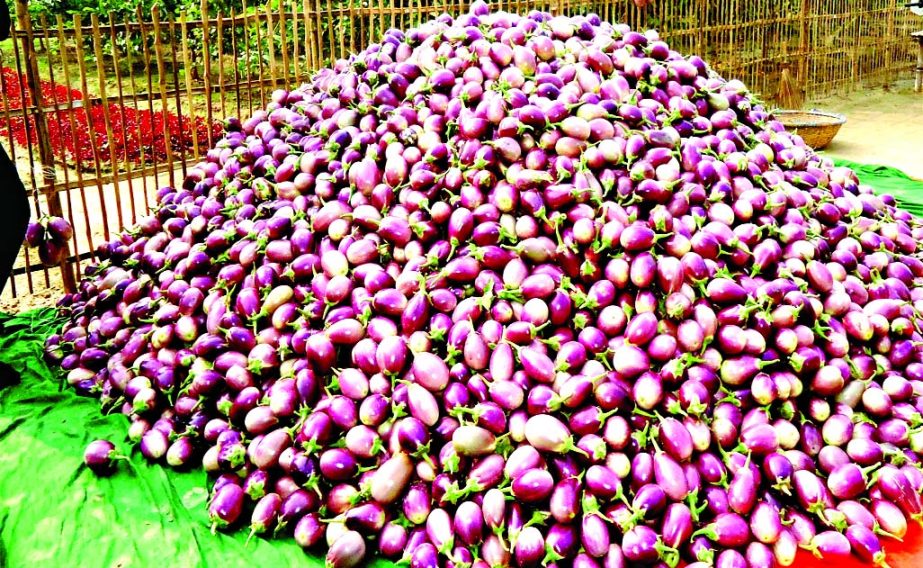 ISHWARDI (Pabna): Brinjal farmers in Ishwardi incurring huge loss due to continuous countrywide non-stop blockade programme. This picture was taken from Moyej Uddin Agricultural- Farm on Tuesday.