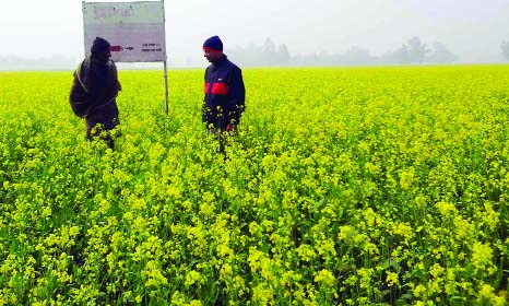 DUPCHANCHIA(Bogra): A view of mustard field at Dupchanchia upazila .