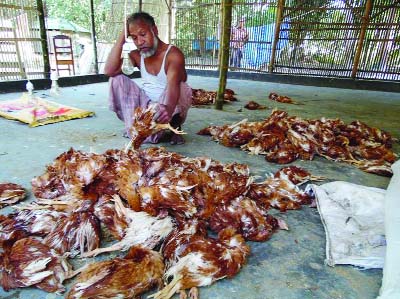 NILPHAMARI: Miscreants killed 1500 chickens at Tupamari Fakirpara village in Nilphamari Sadar Upazila on Wednesday night. Poultry owner Azizul Islam seen sitting in a gloomy mood in his farm with dead chickens