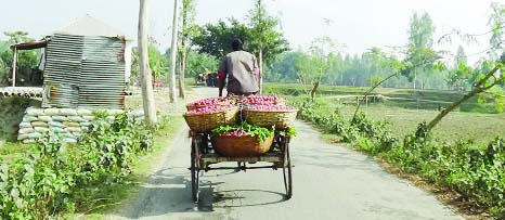 GAIBANDHA: A farmer is carrying potatoes to town to get suitable price as in local markets potatoes price declines due to blockade programme. This picture was taken from Bati village in Sghata Upazila on Sunday.