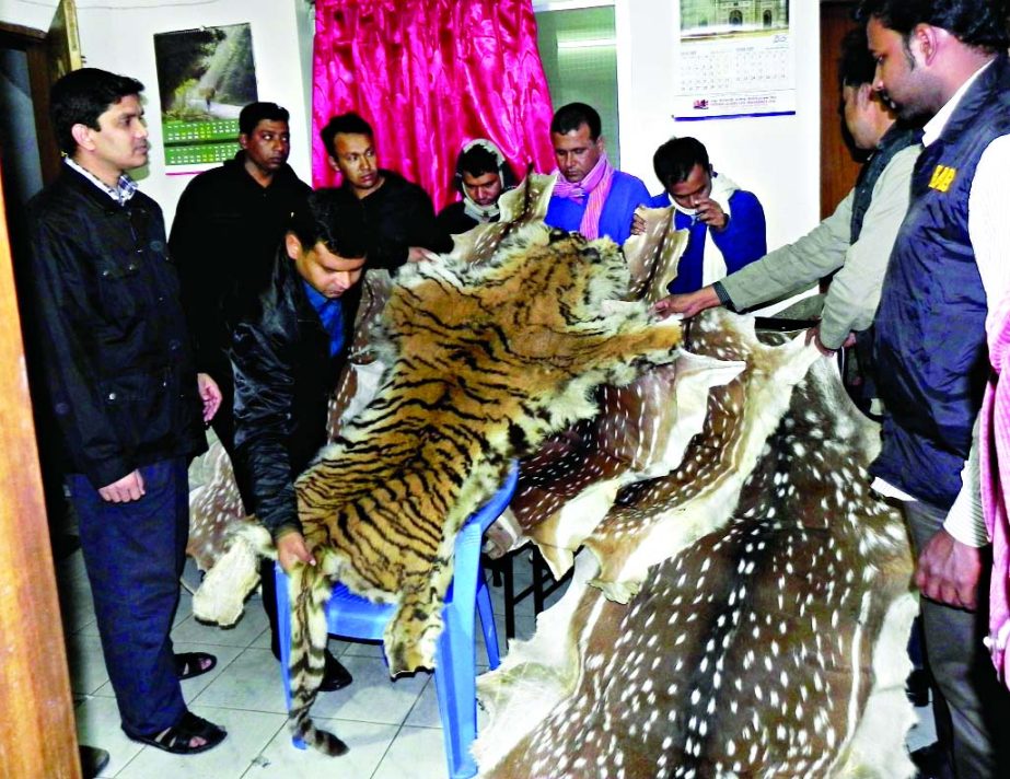 RAB arrested five men with contraband skins of tiger and deer from their possession on Monday. They also fined Taka one lakh and sent them jail.