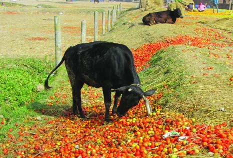 RAJSHAHI: Red gold famed tomato of Godagari Upazila has became cattle feed due to non-stop countrywide blockade and hartal. This picture was taken yesterday.