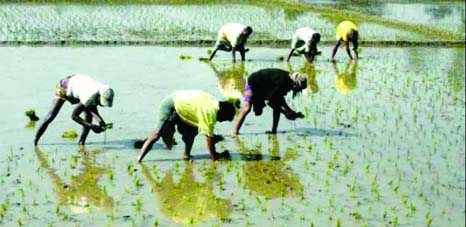 RANGPUR: Farmers transplanting Boro seedlings here as elsewhere in northern region.