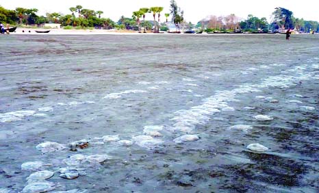 PATUAKHALI: Tourists at Kuakata Sea Beach have been facing problems as thousands of jelly fishes died and bad smell has been created in the Beach. This picture was taken on Saturday.