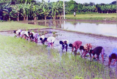 NARSINGDI: Farmers planting boro seedlings in a village in Narsingdi. This picture was taken yesterday.