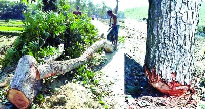 COMILLA: Miscreants have cut down about three hundred Shishu and Mehogini trees worth over Tk 20 lakh owned by Roads and Highway Department from the connecting road of Laksham- Nangalkote Highway in Nangalkote Upazila of the district on Saturda