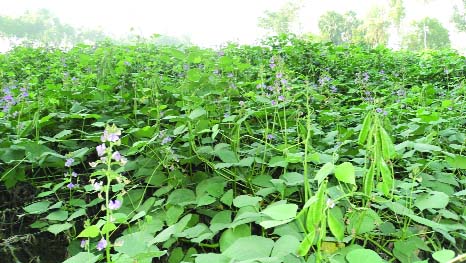 DUPCHANCHIA (Bogra): A view of been field in Dupchanchai Upazila predicts bumper production. This picture was taken on Friday.