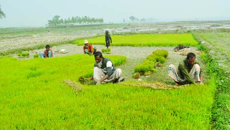 BOGRA: Farmers picking seedlings of Boro paddy for planting . This picture was taken from Nishinodara village of Gabtoli Upazila on Saturday.