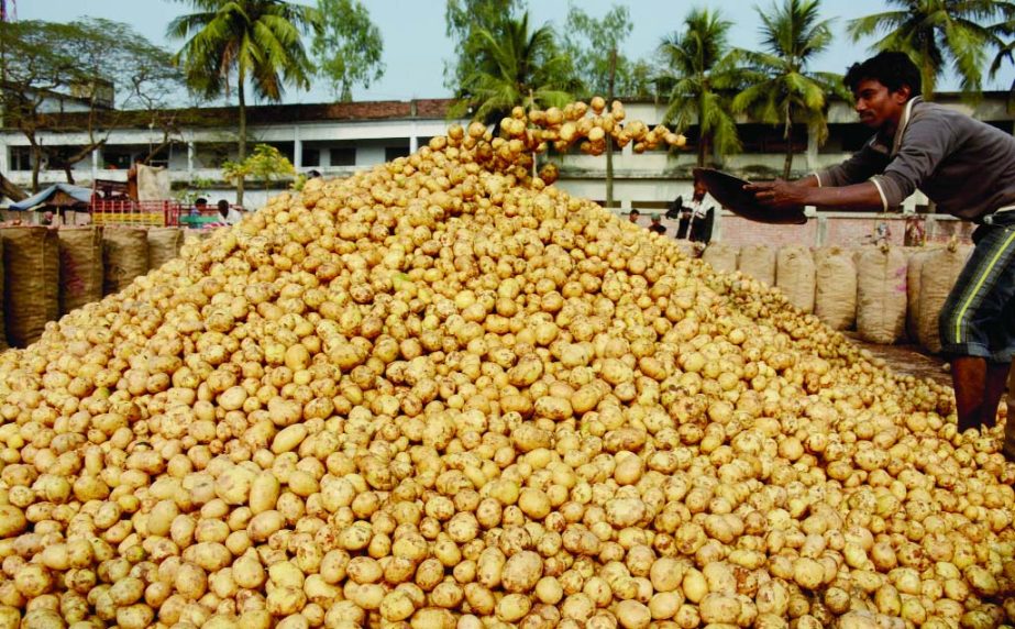 BOGRA: A view of Mahastangare potato market on Wednesday.