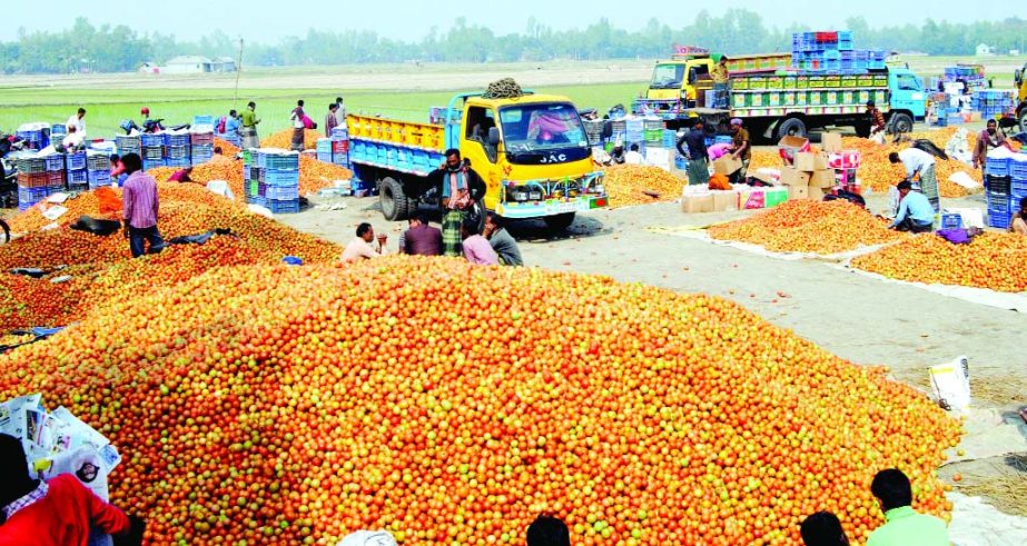 BOGRA: Tomato growers facing problems for marketing their products in Bogra district due to hartal and blockade. This picture was taken from Panchbuthi School bazaar in Dhunut Upazila of the district on Thursday.