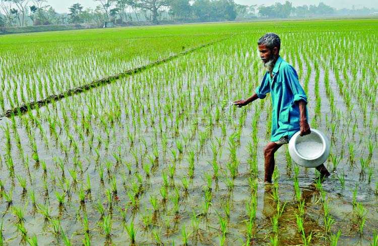 BOGRA: A farmer at Gabtoli Upazila putting fertilizer in his Boro paddy field on Friday.