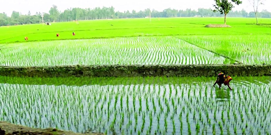 GAIBANDHA: A female labourer is cleaning weeds from Irre- Boro paddy field at Badiakhali village in Gaibandha Sadar Upazila on Tuesday.