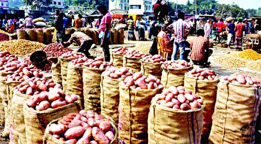 Huge stock of potatoes in jute sacks are left in open air as traders are not collecting them in absence of transport vehicles due to prolonged blockade. This photo has been taken from Mohastan Bazar area on Rangpur-Bogra highway on Wednesday. Photo: Agenc