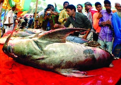 BOGRA: A â€˜Bagairâ€™ fish weighing about 80 kg was taken to historic Poradho Mela in Bogra held on Wednesday.