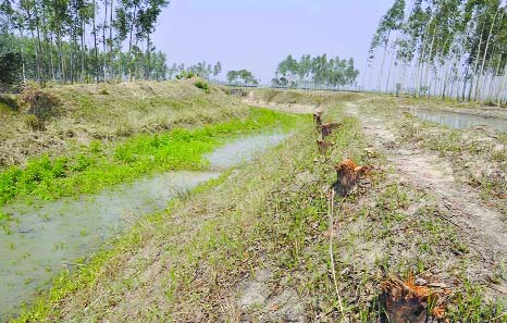 DINAJPUR: Miscreants cut down thousands of trees on khas lands at Aaskorpur Union in Dinajpur Sadar Upazila. This picture was taken on Saturday.