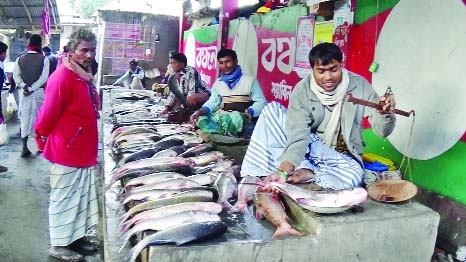 GAIBANDHA: Fish traders in Gaibandha facing great lose as price of fishes goes down due to continuous hartals and blockades. This picture was taken from Bonarpara bazar on Sunday.