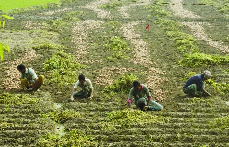 BOGRA: Farmers in Bogra harvesting potatoes earlier to avoid further damage due to sudden rain fall. This picture was taken from Sabgram village on Monday.