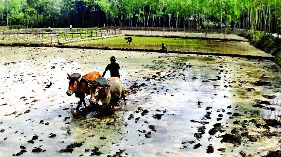 GAIBANDHA: Farmers in Gaibandha preparing field for Irri- Boro seed plantation after harvesting Robi crops. This picture was taken from Ramchandropur village on Tuesday.