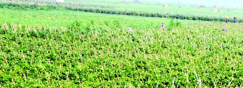COMILLA: Ripe tomatoes are left in fields in Daudkandi Upazila due to continuers blockade and hartal. This picture was taken on Tuesday.