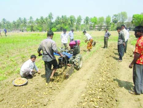 RAJSHAHI: A view of potato-harvest by power tiller in Regional Wheat Research Centre (RWRC) in Rajshahi recently.