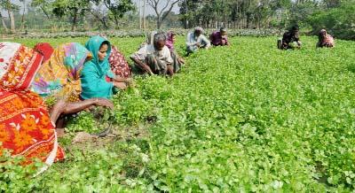 BOGRA: Farmers at Gubtoli Upazila collecting coriander leaves for sale but the price in the local market is very cheap . This picture was taken on yesterday.