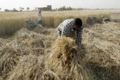 NARSINGDI: Farmers are busy harvesting wheat in Karimpur village in Narsingdi Sadar Upazila. This picture was taken on Thursday.
