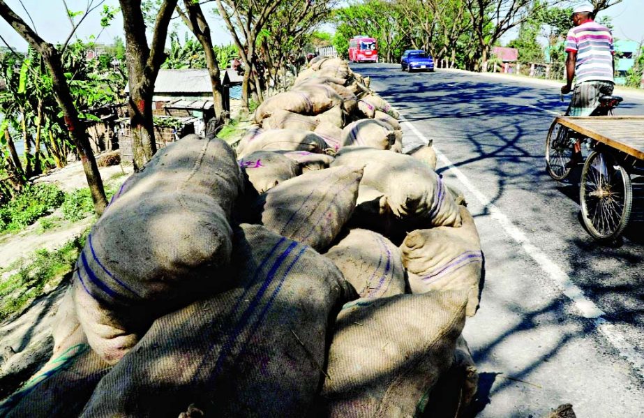 Farmers keep potatoes dumped on roadside hoping to find transport for marketing it to Dhaka amid ongoing blockade across the country enforced by 20-party alliance. This photo was taken from Munshiganj on Friday.