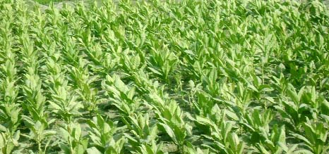 RANGPUR: An excellent growing tobacco field predicts bumper production of the harmful crop this season in Mominpur village on Saturday.