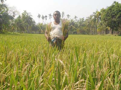 BAGERHAT: A frastruted farmer showing Boro paddy affected by Blast disease in the northern part of Bagerhat. This picture was taken on Wednesday.