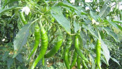 NARSINGDI: A view of a chilly garden in Narsingdi char area.