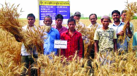 RANGPUR: RDRS Bangladesh organised a farmers' field day on the wheat fields in Purbo Echlee village under Gangachara upazila for harvesting BARI Gom 28 here on Wednesday .