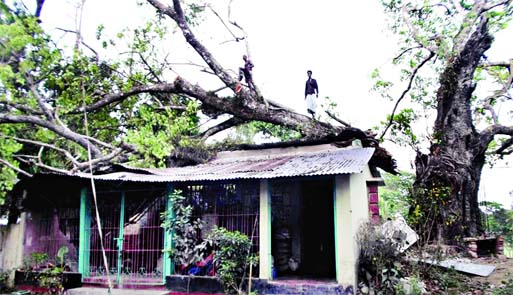 An old banyan tree fall upon a tin shed house following a sudden thunder storm at Mirsharai area on Tuesday morning. Banglar Chokh