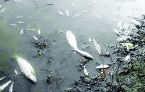 JHENIDAH: Miscreants poured poison in three ponds at Udoypur village under Sadar Upazila on Friday night and most of the fishes were killed .