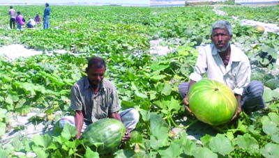 RANGPUR: River-eroded extremely poor families need easier access to transitional char lands for continuing cultivation of pumpkin in the raised sandbars on the dried-up riverbeds in greater Rangpur to change fortune.