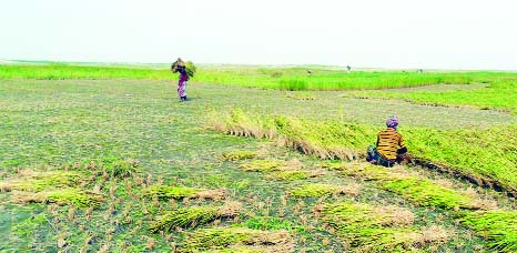 GAIBANDHA: Framers in Gaibandha harvesting Boro paddy before ripe fearing sudden storm. This picture was taken from Hasilkandhi village Saghata Upazila on Friday.