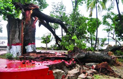 KHULNA: The historic Bakul tree in front of residential area of DC in Khulna is uprooted on Saturday's nor'wester.