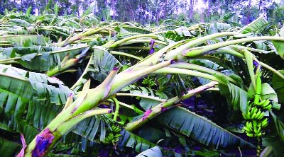 NATORE: A damaged banana garden at Singra Upazila following Saturday night's nor'wester.