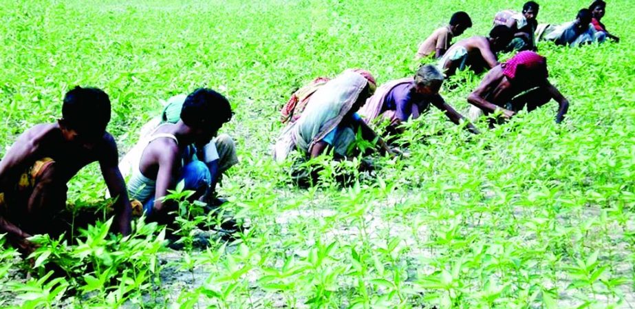 RANGPUR: Farm labourers clearing weeds in a jute field at Sadar Upazila in Rangpur yesterday.