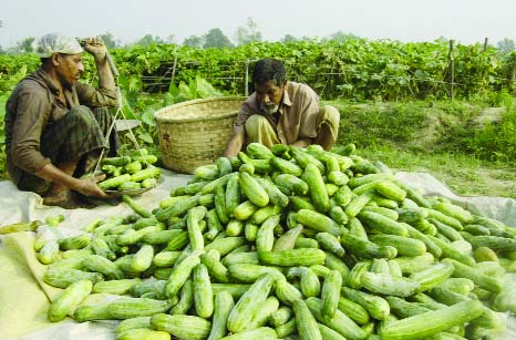 BOGRA: Farmers are selling cucumbers at a cheap rate of Tk 360 per mound at Shikhherkola area in Bogra Sadar Upazila on Saturday.