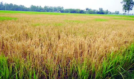 DINAJPUR: Miscreants damaged about one acre of paddy field following the previous enmity at Fulbari Upazila on Thursday.