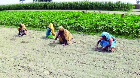 GAIBANDHA: Women in Gaibandha char areas weeding lands for jute cultivation. This picture was taken from Sathalia village on Saturday.