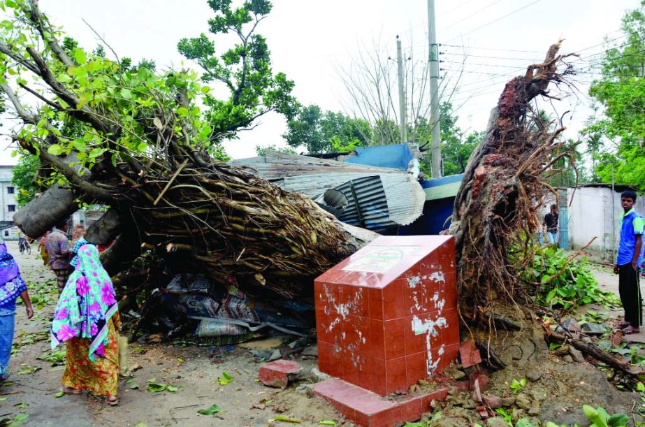 DINAJPUR: Nor'wester uprooted a tree at Baludanga Upazila near Kanchon bridge on Tuesday night.